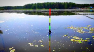 СЕКРЕТЫ РЫБАЛКИ В ИЮЛЕ 2025! Закормил СТРАШНОЙ Вонью и Вот Что ВЫШЛО!