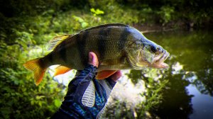 ЭТО КРУЧЕ ПОПЛАВОЧНОЙ УДОЧКИ! 😎 КАРАСЬ, КРАСНОПЕРКА и ОГРОМНЫЙ ОКУНЬ на МОРМЫШИНГ