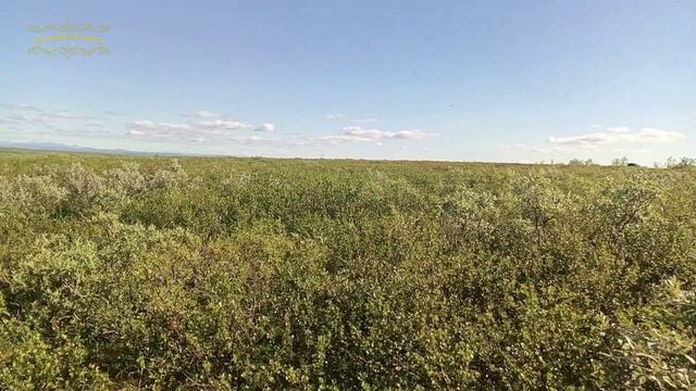 Воркута. 02.08.25. Тундра, солнце, комары. смотреть онлайн