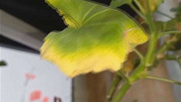 Как в такой жаре чувствуют себя растения. Рассказываю, как помочь растениям. смотреть онлайн