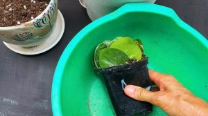 Замиокулькас Мидори