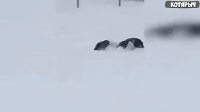 что это??? 😂😂😂подпишитесь канала 👆👆👆👆😁😁😁😁