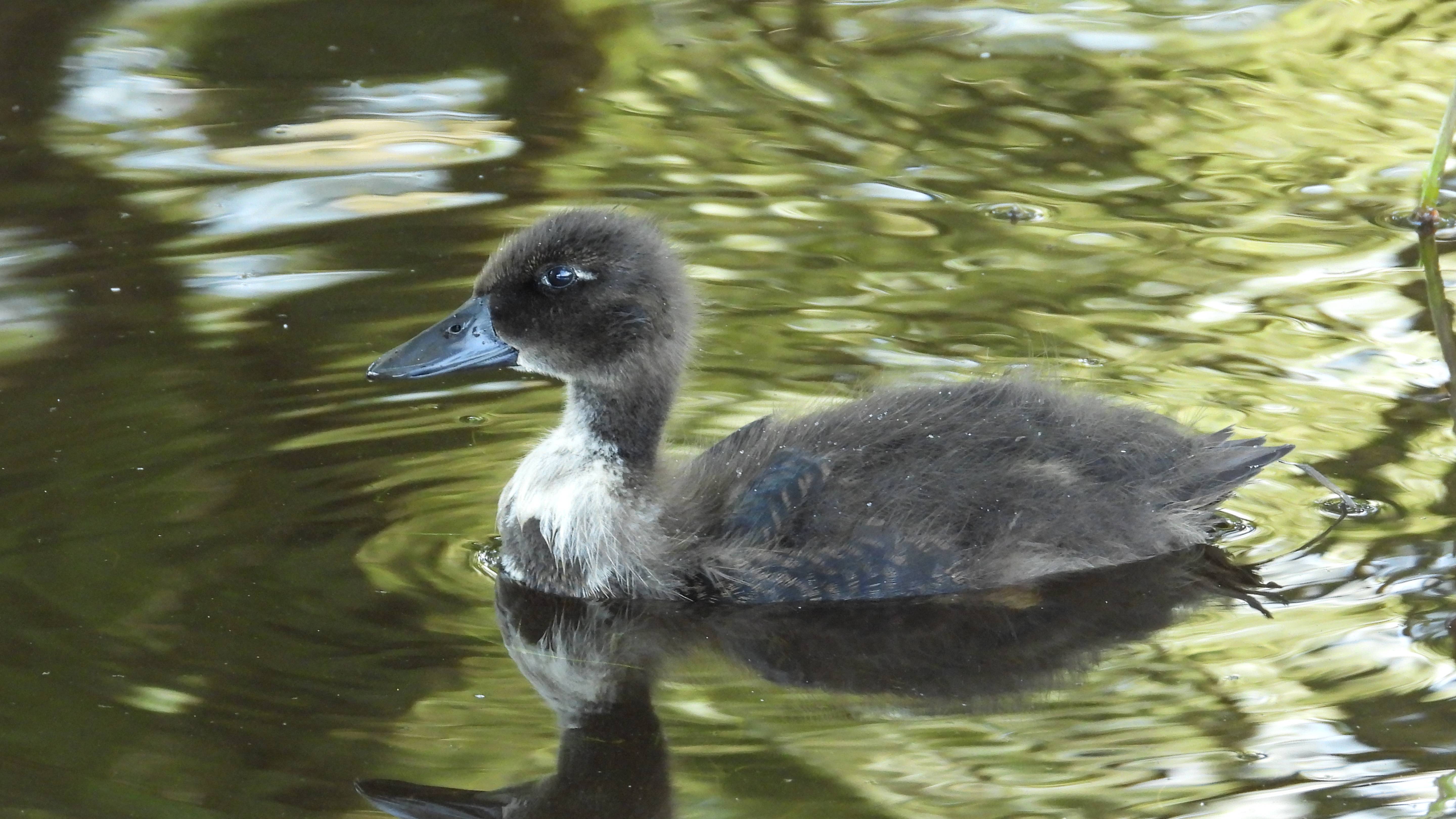 Кряква, возможно гибридные утята или абберантные птицы, наблюдение в Великом Новгороде, 3 августа 20 смотреть онлайн