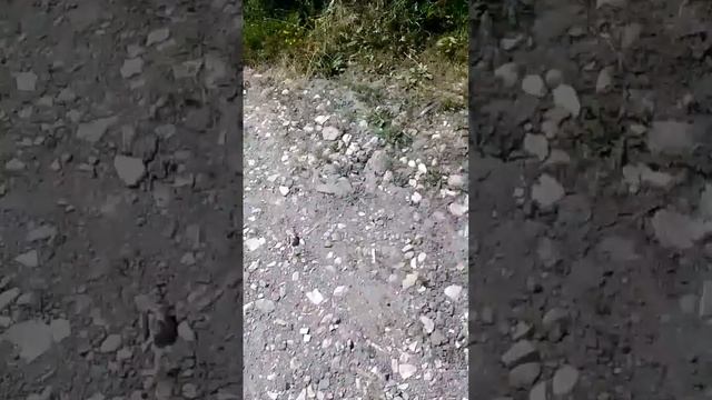 фильм воруем малину у соседей смотреть онлайн