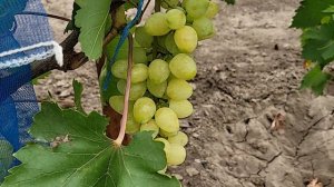 ОЧЕНЬ РАННИЕ ГФ ВИНОГРАДА!!!
ТЕЛ: 8989 538 12 89 (ватсап,телеграмм)