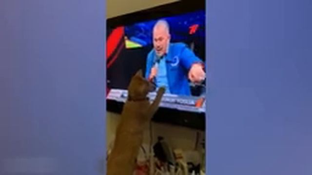 что это??? 😂😂😂подпишитесь канала 👆👆👆👆😁😁😁😁