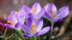 Сиреневый день