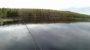 Эх, дела, дела-лесные...