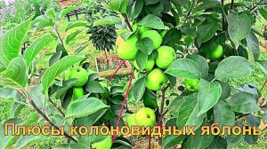 "Колоновидные яблони."#сад#огород#дача
