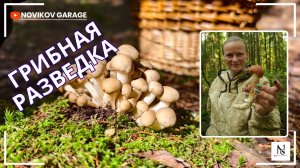 Грибная разведка 03 августа 2025. Всеволожский район.