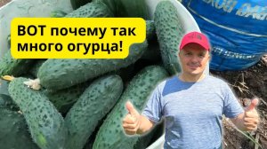 Собираю полные вёдра огурцов после этой подкормки!!!