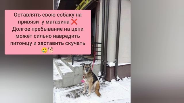 Что нельзя делать с собакой?