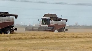 Началась уборочная страда! Покажу как работают комбайны!