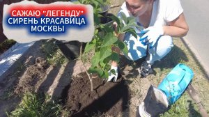 САЖАЮ СИРЕНЬ КРАСАВИЦА МОСКВЫ ЛЕТОМ — ЛУЧШИЙ СОРТ СИРЕНИ, ПРОВЕРЕННЫЙ НАШИМИ БАБУШКАМИ