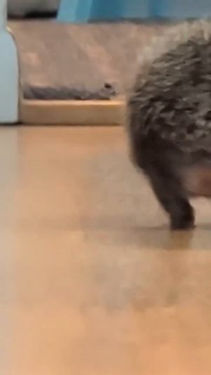 Просто ежовая жопка 😹😹