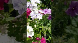 Летняя зарисовка