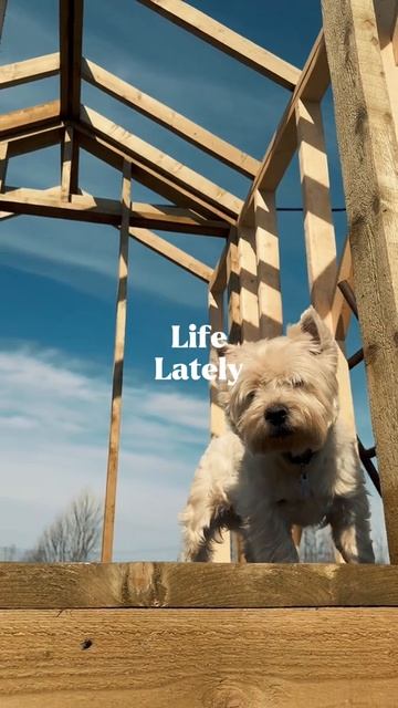 Life смотреть онлайн