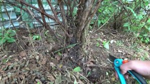 Обрезка жимолости