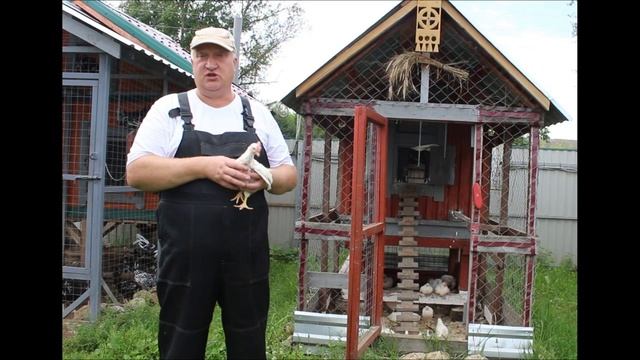 КАРАУЛ!!! ЛЫСЫЕ ЦЫПЛЯТА! ЧТО ДЕЛАТЬ? 03.08.2025 г. смотреть онлайн