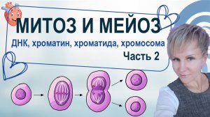 Митоз. Мейоз. ДНК, хроматин, хроматид, хромосома