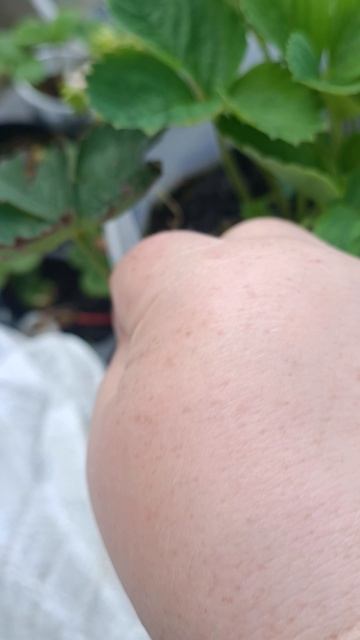 Первая ягодка на клубнике ремонтантной сорт Гирлянда 2 августа 2025