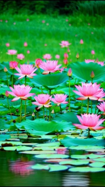 Шоу лотосов.