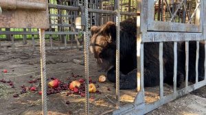 Буржуя забрали