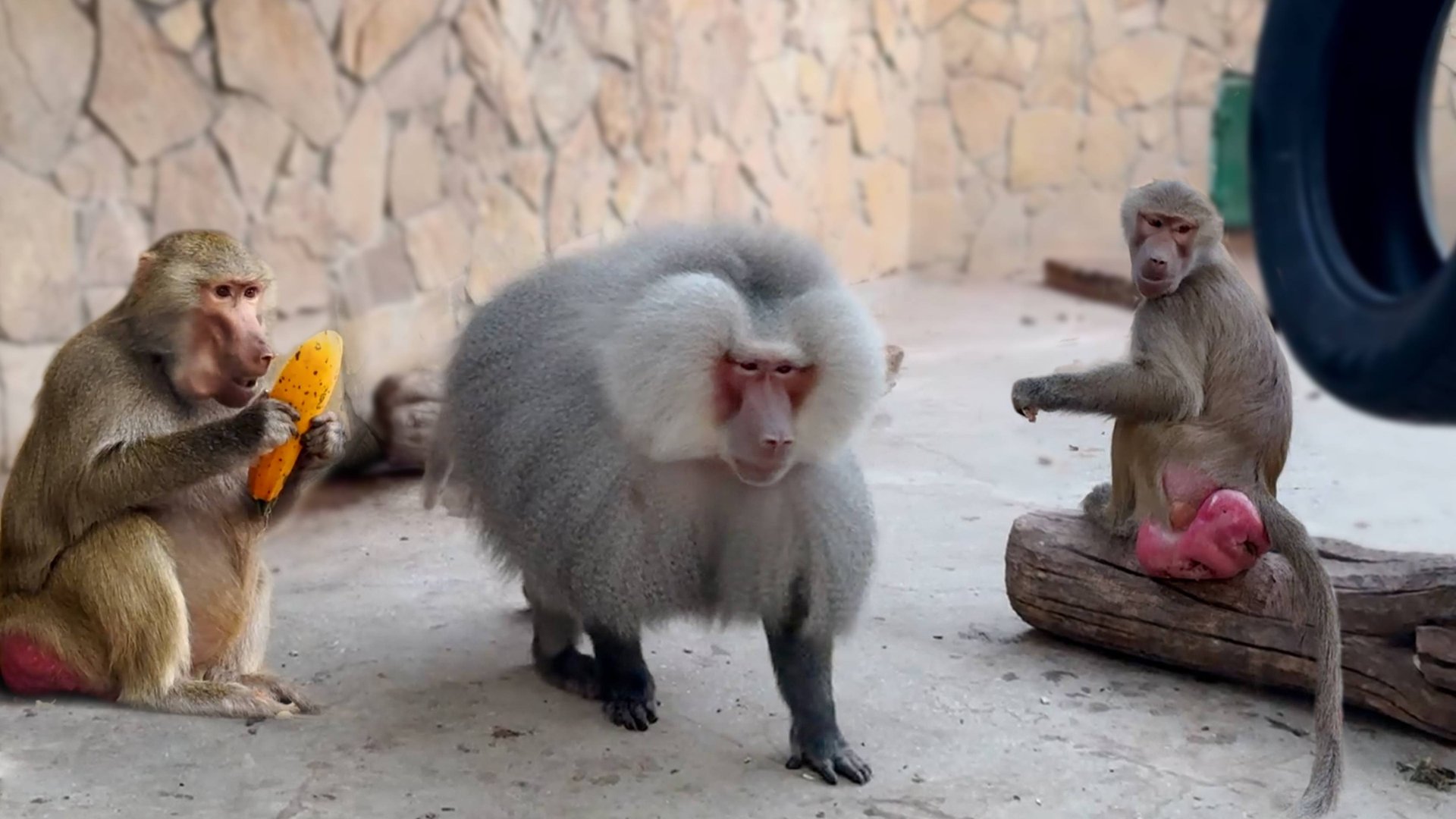 Палкой по голове, пинка под зад - карма за нарушения от зрителя! Елисей гавкнул, Люся и Лида присели смотреть онлайн