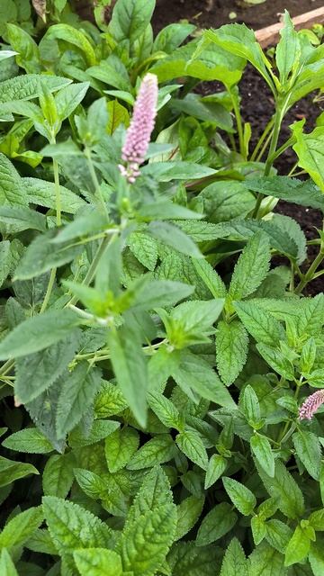 Сеянцы вероники и эхинацеи скоро зацветут. смотреть онлайн