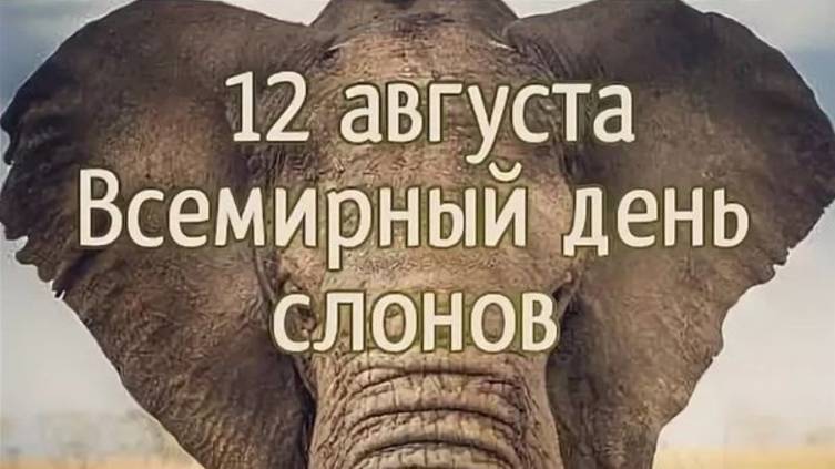 12 августа ВСЕМИРНЫЙ ДЕНЬ СЛОНА смотреть онлайн