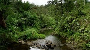 Журчание ручья и пение птиц в лесу слушать. Птицы. Природа. Лес.