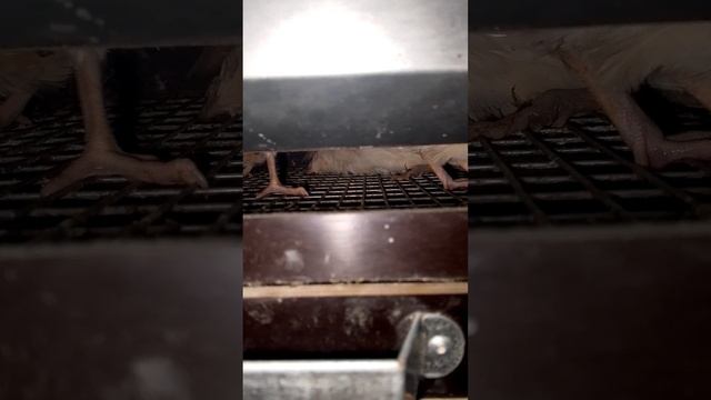 Дмитриевские перепела, самодельная клетка, пришлось экстренно убирать перепёлку.