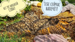 Совы, котики и пёсики немножко чудят в жару. Сову Ёлку расплющило, кот Боня на пляжу, Кубик на даче