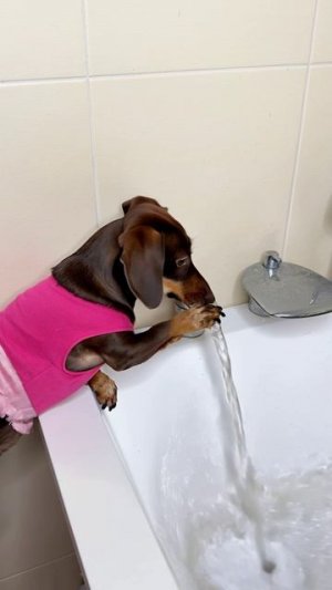 С ЧАПИТОСИКАМИ ВЕСЕЛО