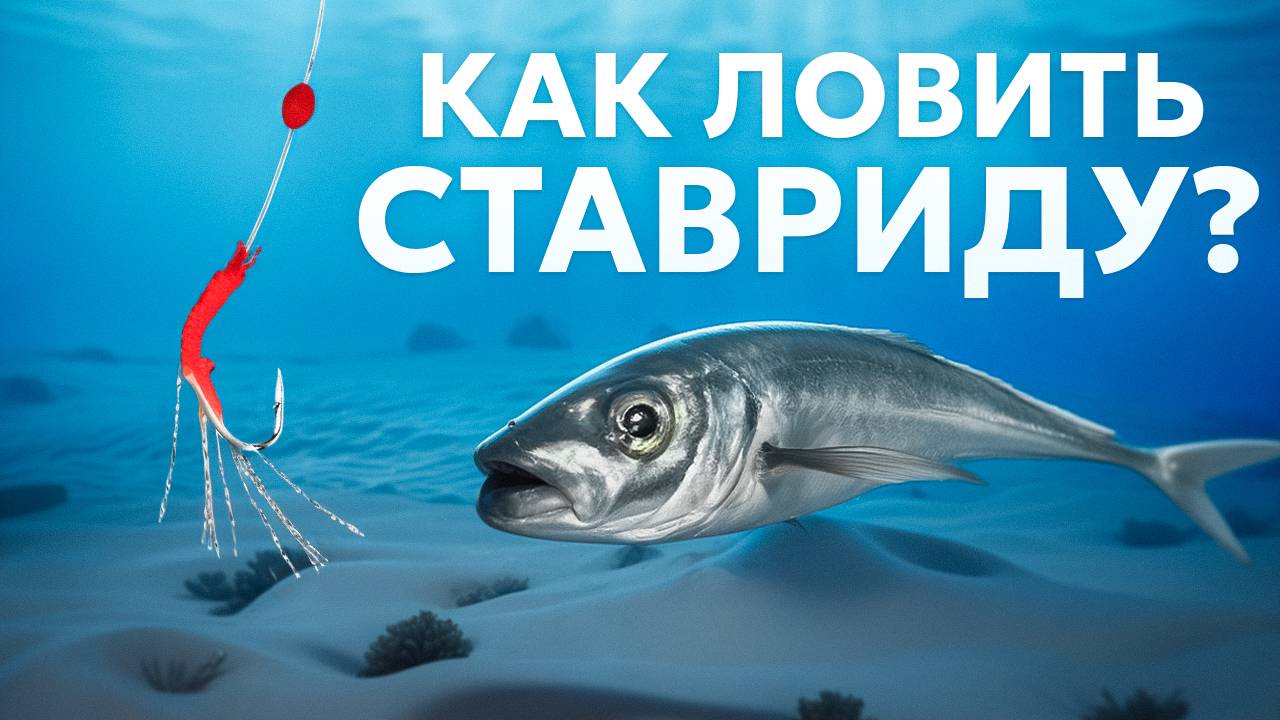 Черноморская ставрида. Как ловить ставриду? смотреть онлайн