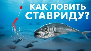 Черноморская ставрида. Как ловить ставриду?