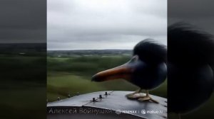 Скебоб зацепер