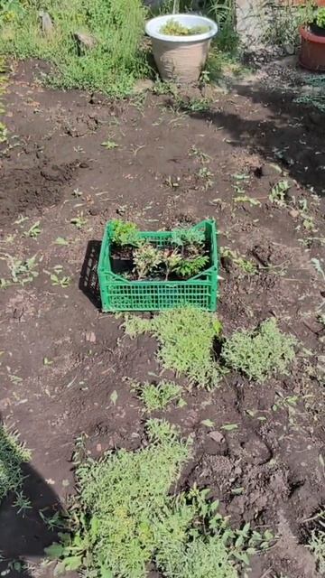 Выбор места для посадки саженцев хвойных 🌲 смотреть онлайн