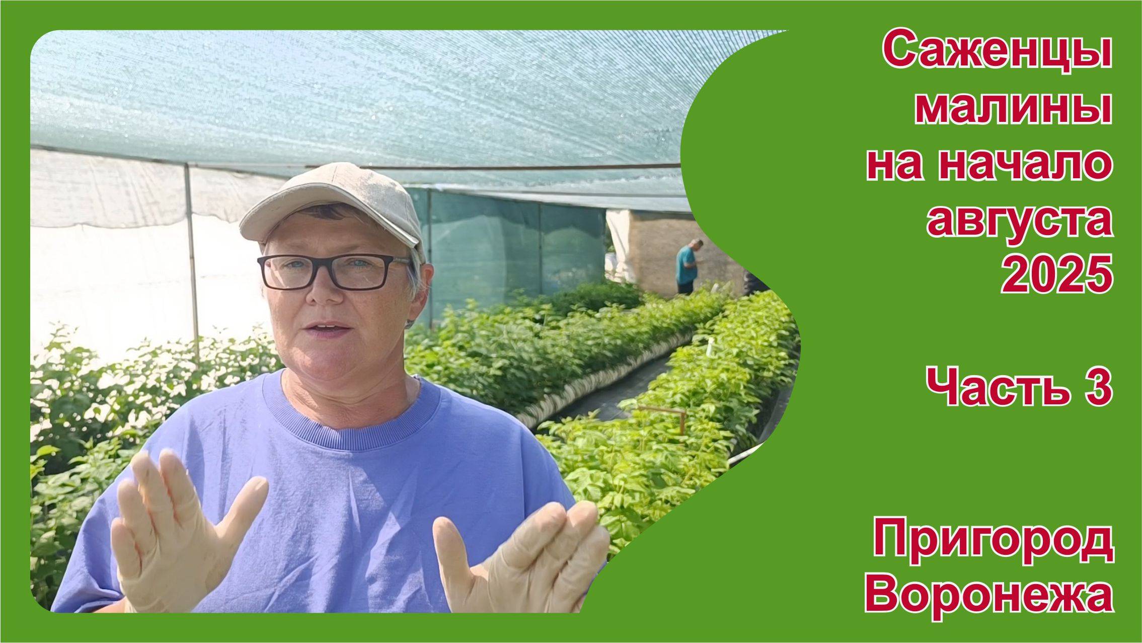 Саженцы малины. Условия самовывоза и доставки. Пригород Воронежа