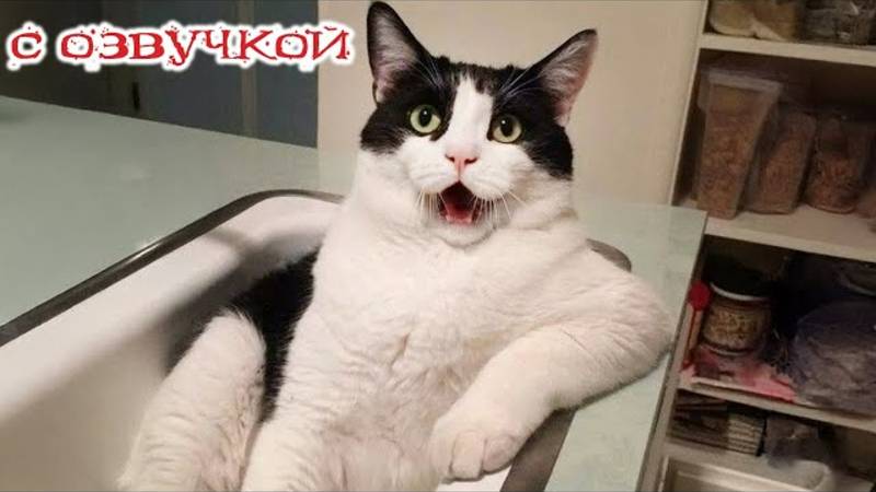 Приколы с котами! С ОЗВУЧКОЙ! Смешные коты! Самые смешные животные!