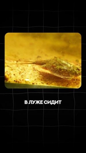 Специфичность Интеллекста | Глеб Соломин #подкаст #дробышевский