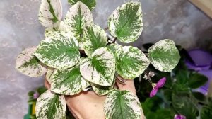 Фиалки почтой России. Онлайн Магазин Фиалок.