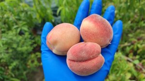 Персик Викторс на Ферме Омская ягода