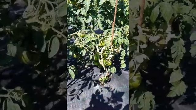 ТОМАТЫ ГНОМЫ В ОТКРЫТОМ ГРУНТЕ НА УРАЛЕ в конце июля смотреть онлайн