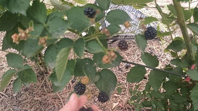 Ежевика Осейдж. 03.08.25 г.