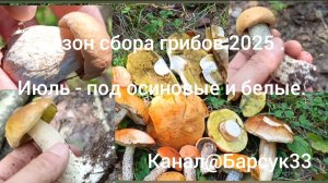 Сезон сбора грибов 2025 ( Июль - под осиновые и белые)