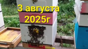 #пасека Что в улье 3 августа 2025г