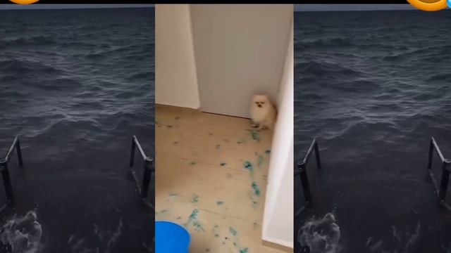 Приколы с животными😂🤣