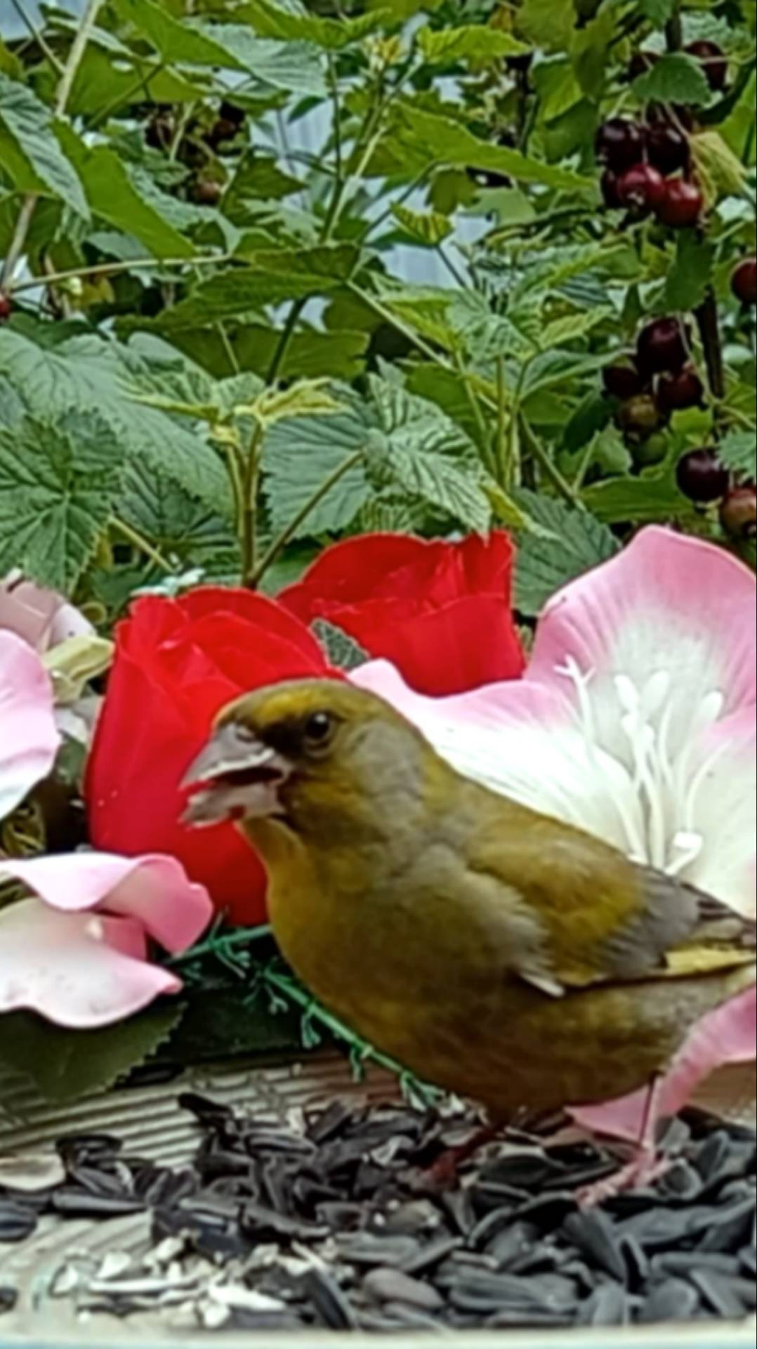 Зеленушка смотреть онлайн