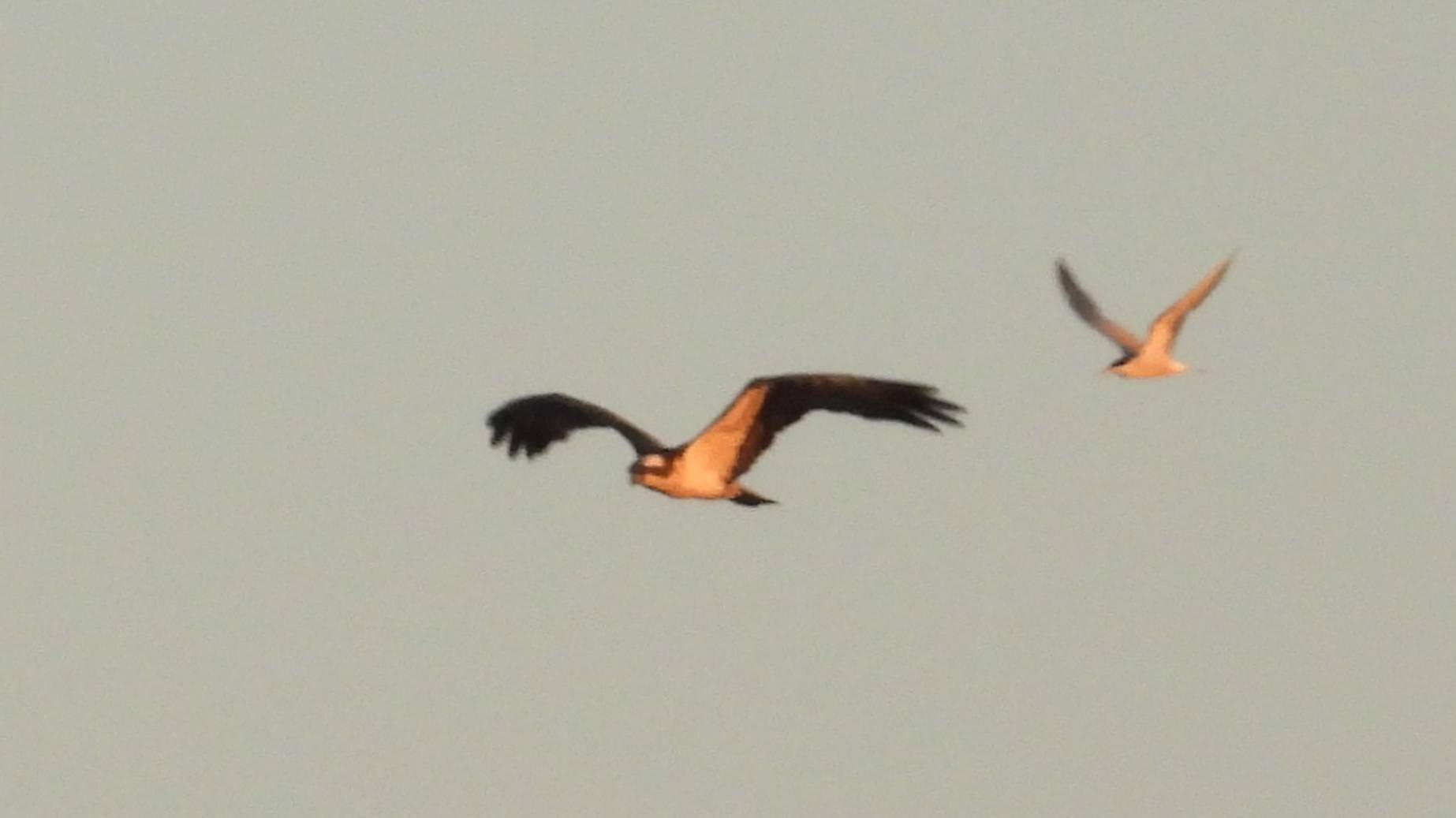 Скопа, наблюдение птиц в Великом Новгороде, 4 августа 2025 смотреть онлайн